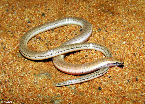 地球上的自然界真的很奇妙，巴西境内发现一条奇怪的“蛇”