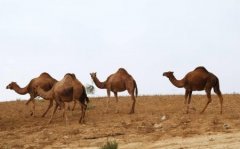 “环阿拉伯游牧-放牧复合带”的形成